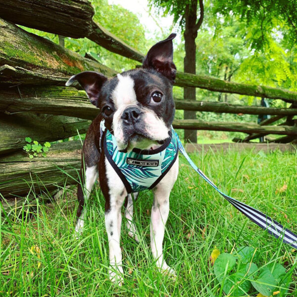 Small dog pet harness - Image 2