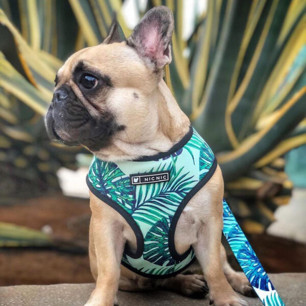 Small dog pet harness - Image 4