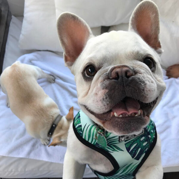 Small dog pet harness - Image 3