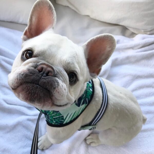 Small dog pet harness - Image 7