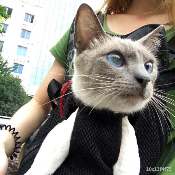 Pet out door strap - Image 3